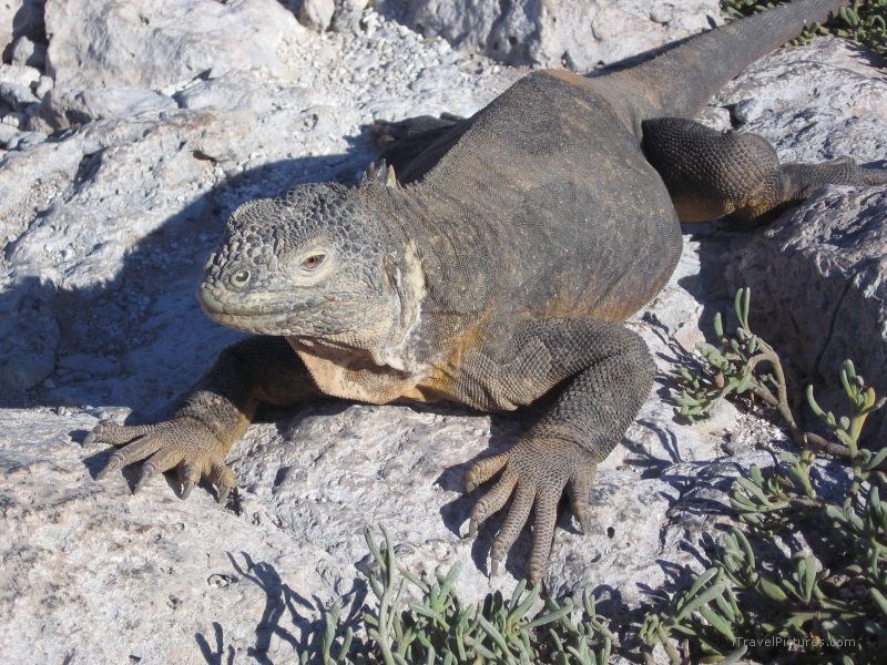 iguana
